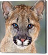 Mountain Lion Felis Concolor Captive Wildlife Rescue Canvas Print
