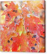 Mountain Maple Warm Sun Canvas Print