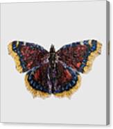Mourning Cloak Canvas Print