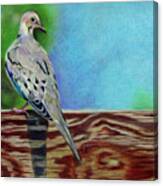 Mourning Dove Canvas Print
