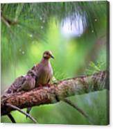 Mourning Doves Sheltering From The Rain Canvas Print