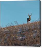 Mule Deer Buck On A Hill Canvas Print