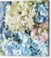 Multi Colored Hydrangea Canvas Print