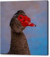Muscovy Duck 3 Canvas Print