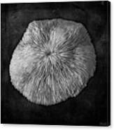 Mushroom Coral Bw Canvas Print