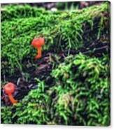 Mushrooms In Moss Canvas Print