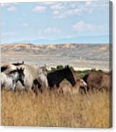 Mustang Promenade Canvas Print