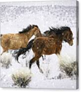 Mustangs In Winter Canvas Print