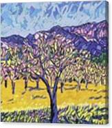 Mustard In The Olive Grove In Napa Valley Canvas Print