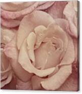 Muted Roses Canvas Print