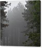 Mystical Forest In The Fog 02 Canvas Print