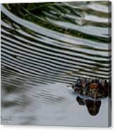 Mytoi Snapper Canvas Print