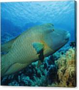 Napoleonfish   Underwater Sea Life    Coral Reef Canvas Print