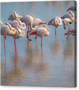 Napping Flamingos Canvas Print