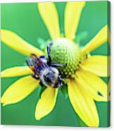 Nature Photography - Bee On Yellow Flower Canvas Print