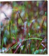 Nature Photography - Fall Grass Canvas Print