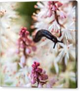 Nature Photography - In The Flower Garden Canvas Print
