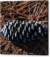 Nature Photography - Pine Cone 2 Canvas Print