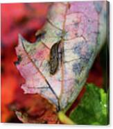 Nature Photography - Slug On A Leaf Canvas Print