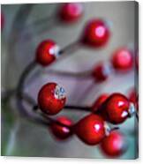 Nature Photography - Winter Berries Canvas Print