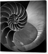 Nautilus Shell V Bw Canvas Print