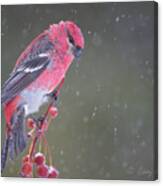Neither Rain Nor Snow Nor Sleet Can Stop A Determined Bird Canvas Print