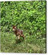 New Born Baby Deer Canvas Print