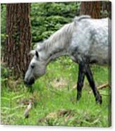 New Forest Pony Grazing At Oakley Burley England Canvas Print