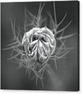 Nigella Flower Round Bud Canvas Print