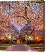Night Cherry Blossom Canvas Print