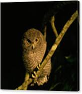 Night Owlet Canvas Print