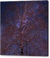 Night Sky Tree Canvas Print