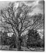 Nj Champion The Brearley Oak Canvas Print