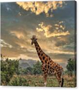 Noelle's Giraffe Canvas Print