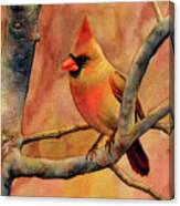 Northern Cardinal Ii Canvas Print