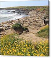 Northern Elephant Seals (mirounga Angustirostris) In San Simeon State Park, California Canvas Print