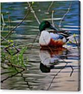 Northern Shoveler Canvas Print