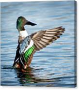 Northern Shoveler Wing Flap Canvas Print