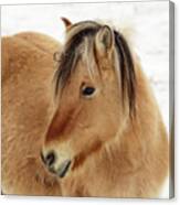 Norwegian Fjord Horse Colt - In Nd Winter Scene Canvas Print