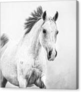 Novalie Iii - Horse Art Canvas Print