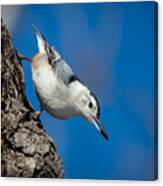 Nuthatch's Dinner Canvas Print