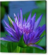 Nymphaea Water Lily Dthn0316 Canvas Print