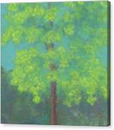 Oak At Entryway Canvas Print
