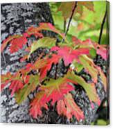 Oak Tree Colors Canvas Print
