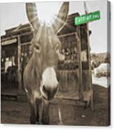 Oatman Highway Donkeys, Arizona Canvas Print