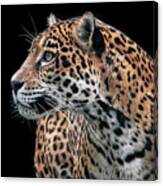 Observant Jaguar Canvas Print