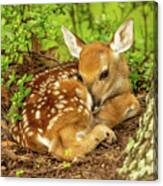 Oh Deer A Newborn Fawn Canvas Print