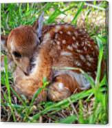 Oh Deer -  Newborn Fawn Curled Up In The Grass Canvas Print