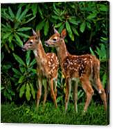 Oh, Deer... We Have Been Spotted. Canvas Print
