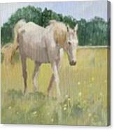 Okie Horse Canvas Print